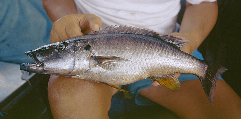 Rhamphochromis woodi 'Narungu'